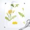 Dandelion Wildflower Yellow Watercolor Floral Flower Custom Printed Fabric by Spoonflower Various Fabrics by the Yard or Fat Quarter
